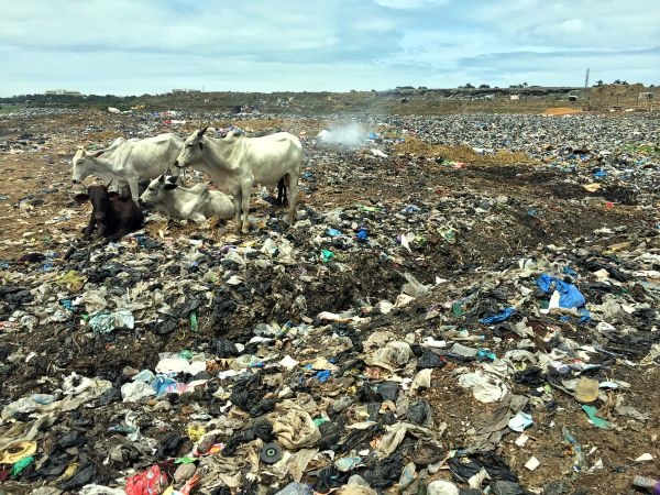 Tiere weiden auf Müllbergen und ernähren sich von Abfällen